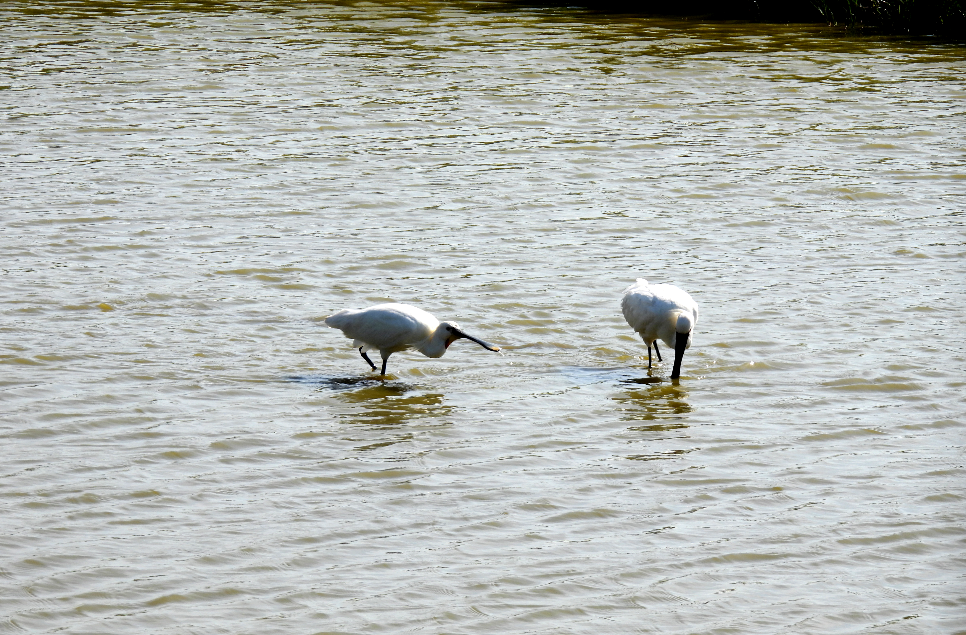 Spoonbills, Snipe & special Sparrows